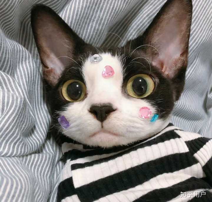 德文卷毛猫到底好不好养?为什么那么多人喜欢德文猫? - 知乎
