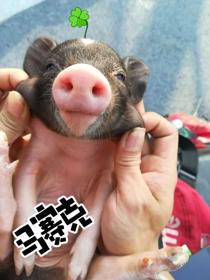 养一只小香猪是怎样的体验 知乎