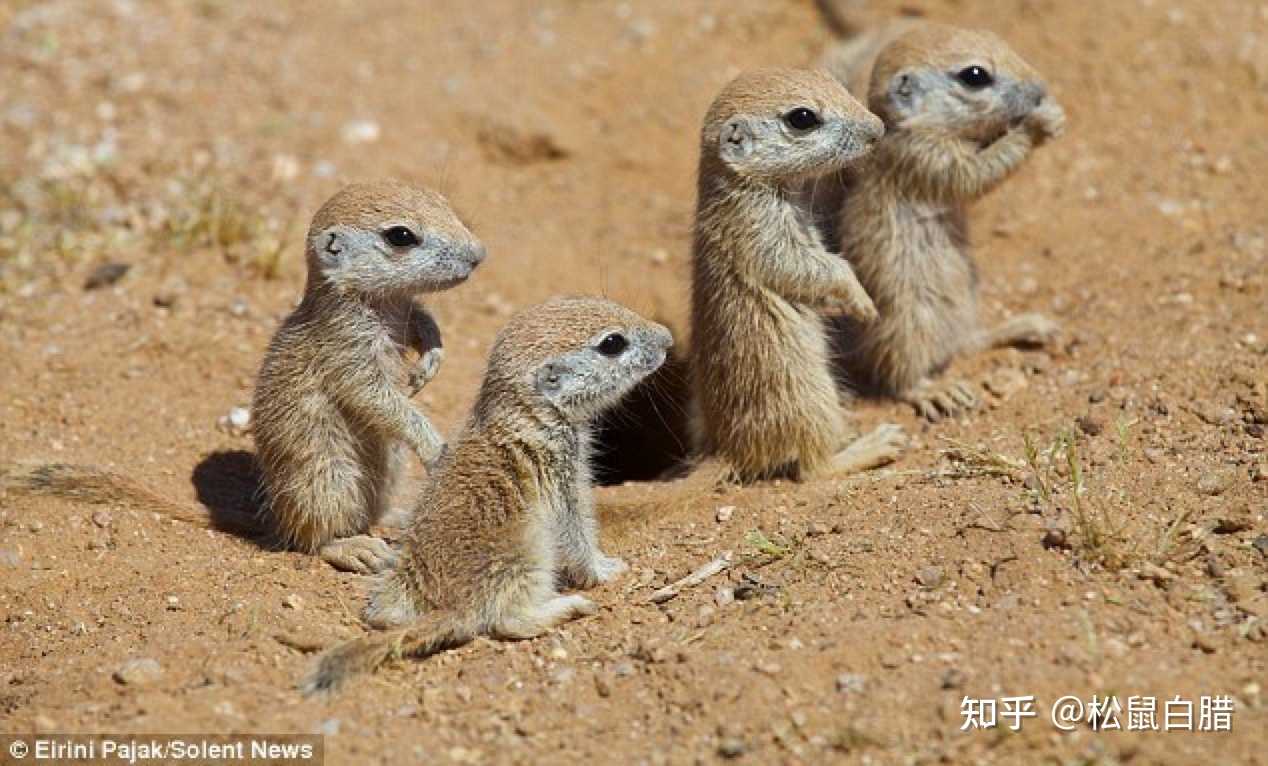 松鼠白腊 的想法: 明天六一～可爱的松鼠宝宝们 红松鼠-灰松… - 知乎