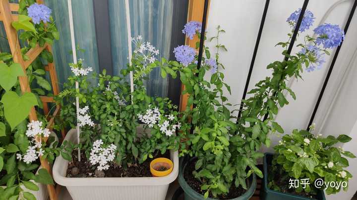 有哪些漂亮又好养的植物 知乎 有哪些漂亮又好养的植物 知乎