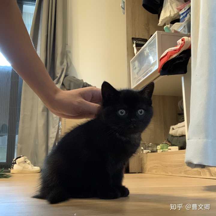 养孟买猫是一种什么样的体验 知乎 养孟买猫是一种什么样的体验 知乎