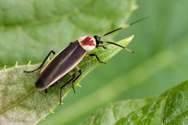 图1是一只蜚蠊不过我怀疑它在拟态某些有毒甲虫比如说芫菁毕竟这实在
