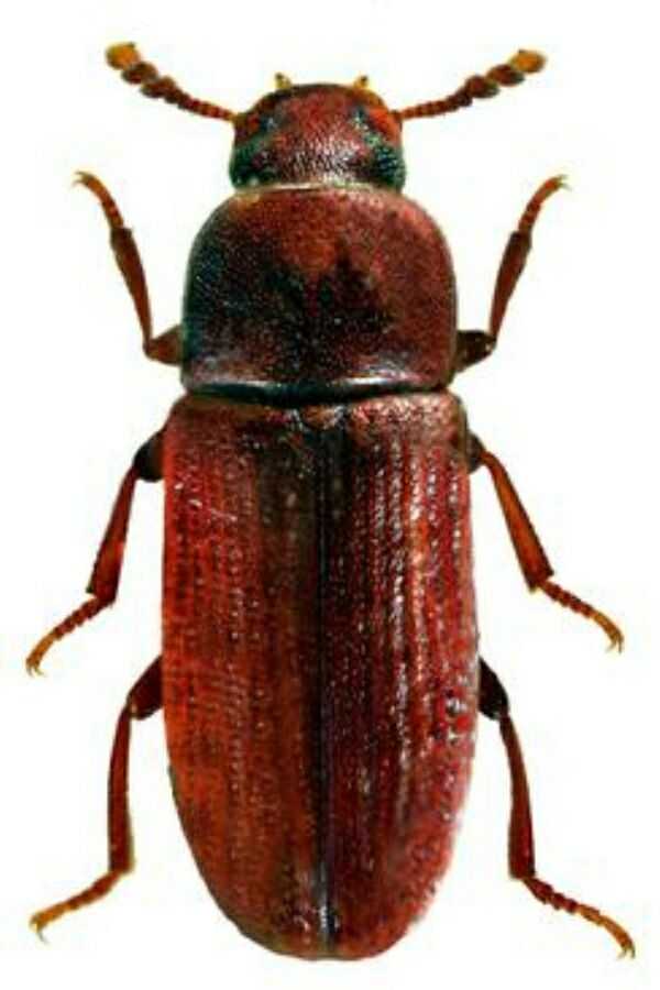 房间里经常有这种虫子的尸体,晚上开灯也会飞过来?是什么虫子呀?