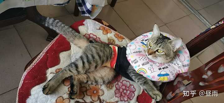 养雀猫(麻猫)是一种怎样的体验? - 知乎