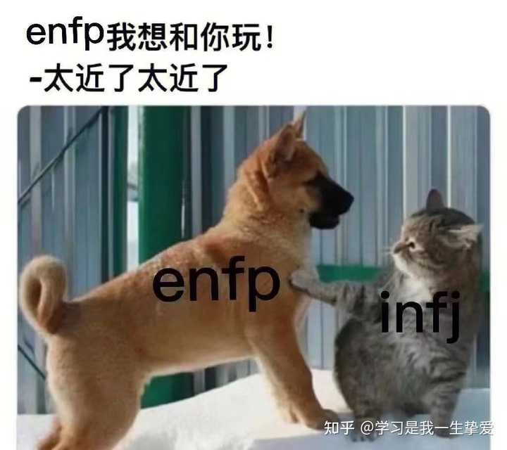 有哪些ENFP的梗图? - 知乎