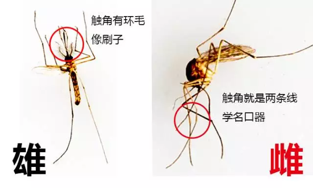 公蚊子口器图片