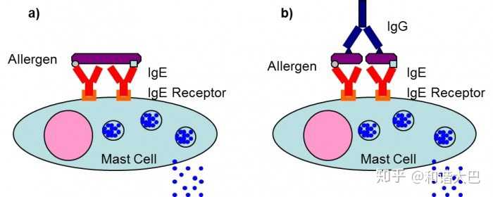 过敏源的科学依据是什么 筛查是怎么进行的 知乎
