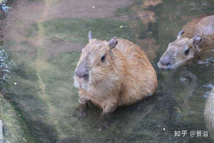 海狸 海獭 水豚 水獭分别有哪些区别 知乎