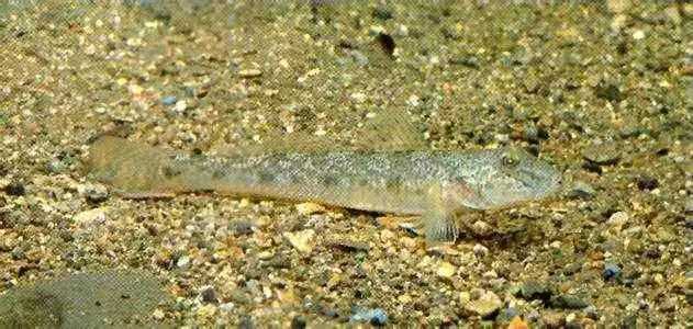 这是什么虾虎还是黄黝鱼