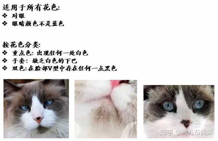 如何在国内购买布偶猫 知乎