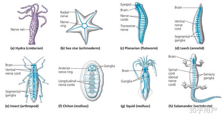 生物都能形成条件反射吗？ - 知乎