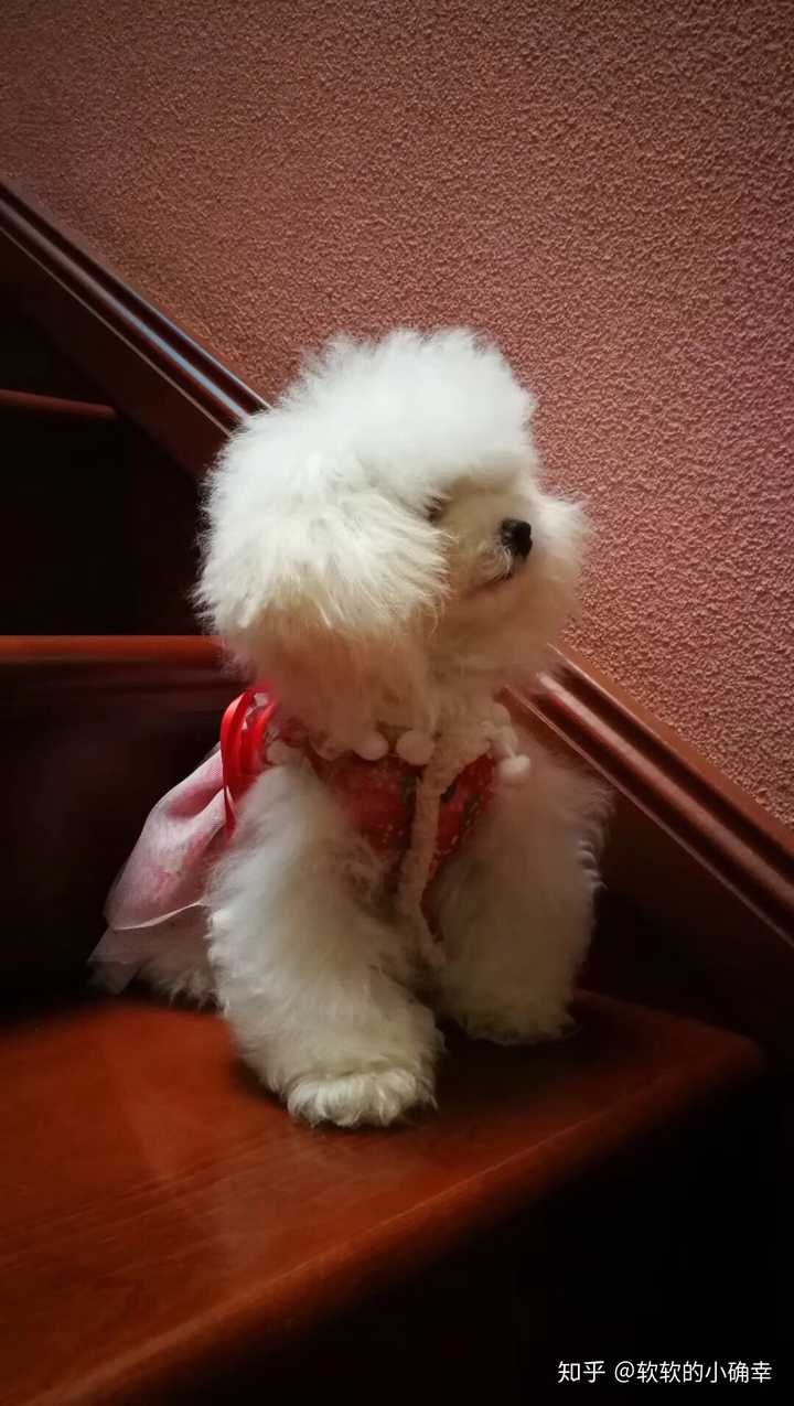 养茶杯犬是一种怎样的体验 知乎