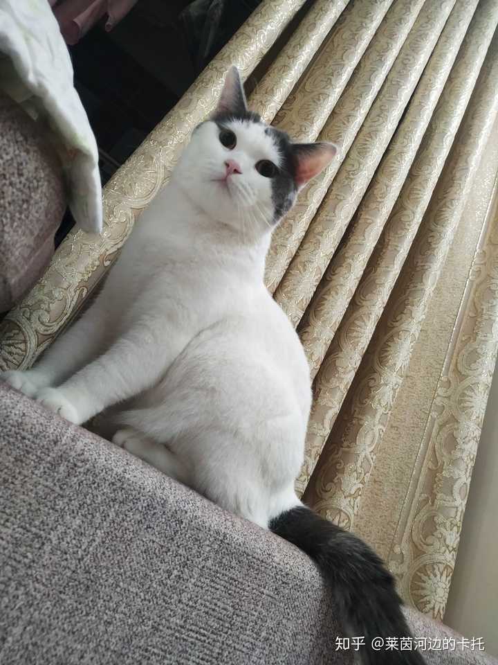 猫死了埋在地下多久会腐烂 莱茵河边的卡托的回答 知乎 猫死了埋在地下多久会腐烂 莱茵河边的卡托的回答 知乎