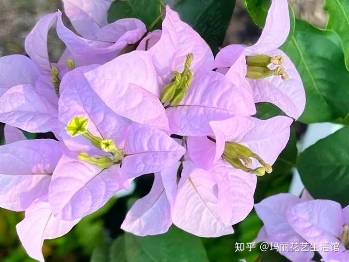 伊娃系苹果花三角梅勤花吗? - 知乎