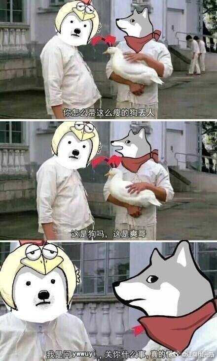 ywwuyi(爽爽子)与鸭子(还是鹅?)有什么奇妙的故事?
