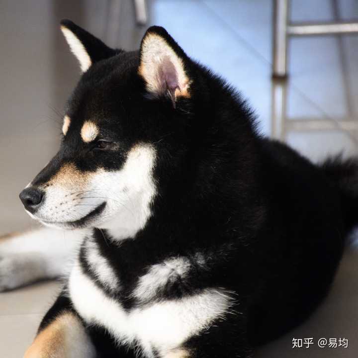 柴犬智商如何?