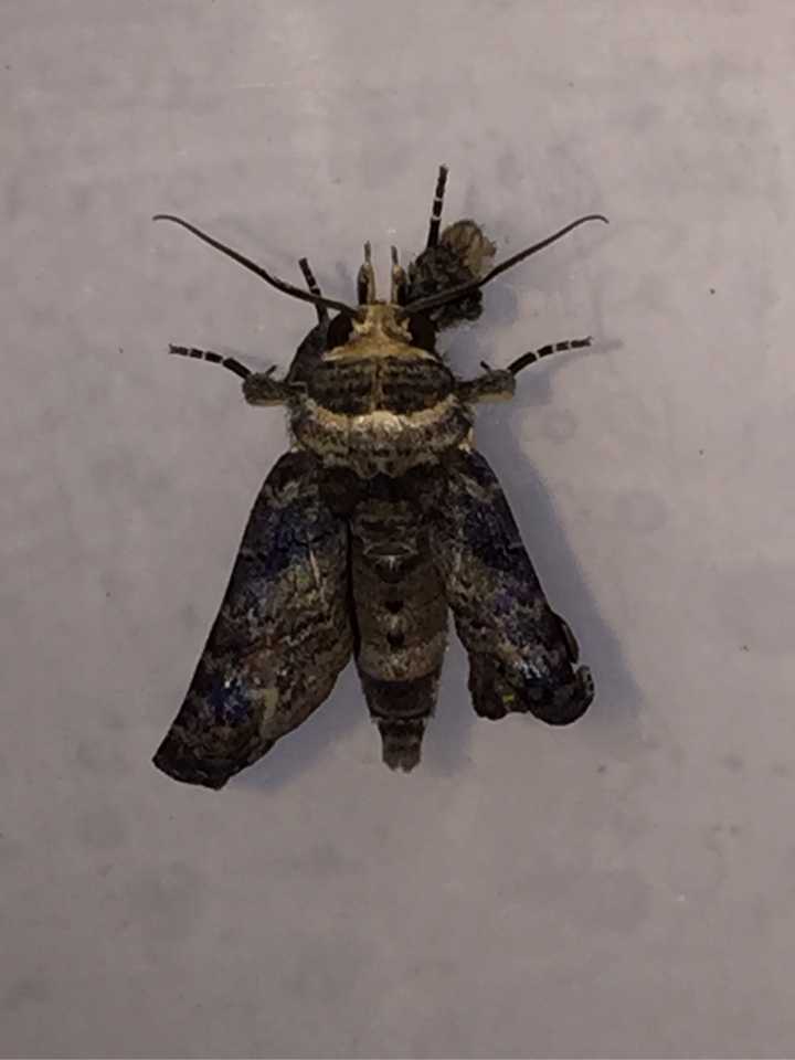 毛毛虫在蛹中是如何变成蝴蝶的 知乎