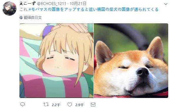 柴犬的颜值可以有多高 知乎