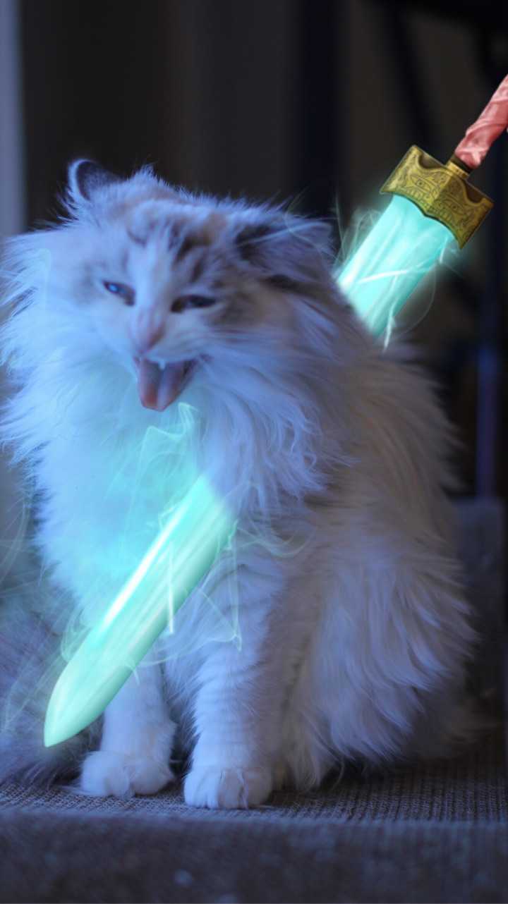 为何几乎所有与猫有关的问题下的答案都答非所问?