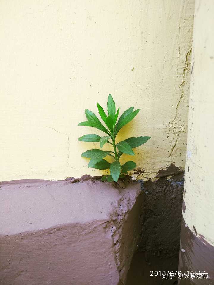 绝处逢生般的生长着 跟其他的草生相比之下,生活环境恶劣啊!