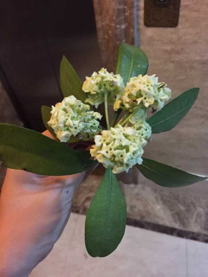 你闻过最难闻的物质是什么?