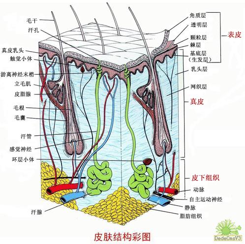 引用:皮肤整体结构图