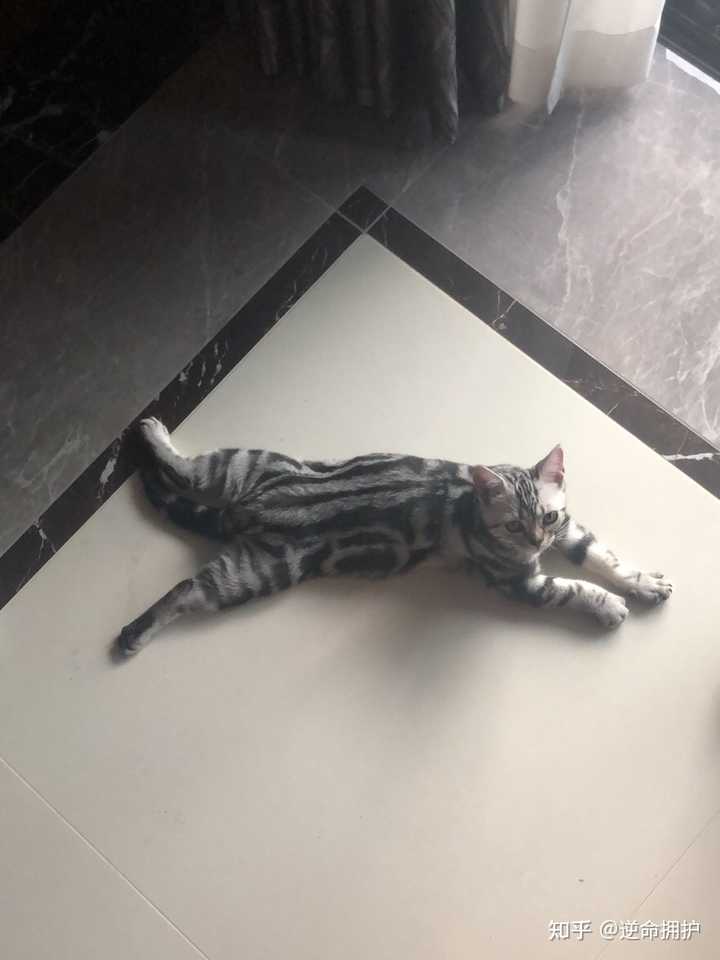 如何防止猫抓沙发 知乎 如何防止猫抓沙发 知乎