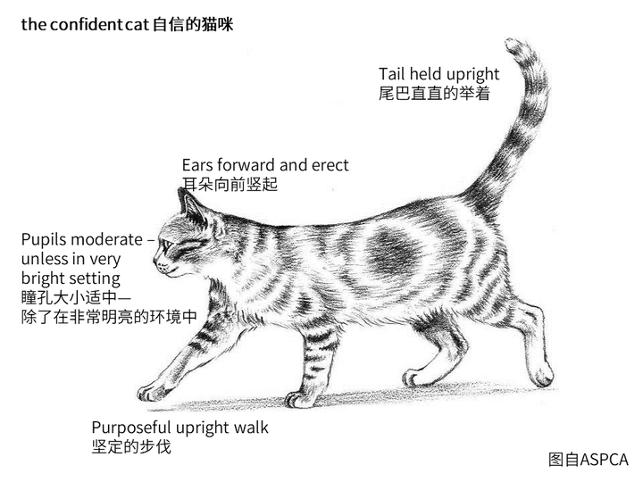 猫有哪些比较常见的肢体语言 知乎