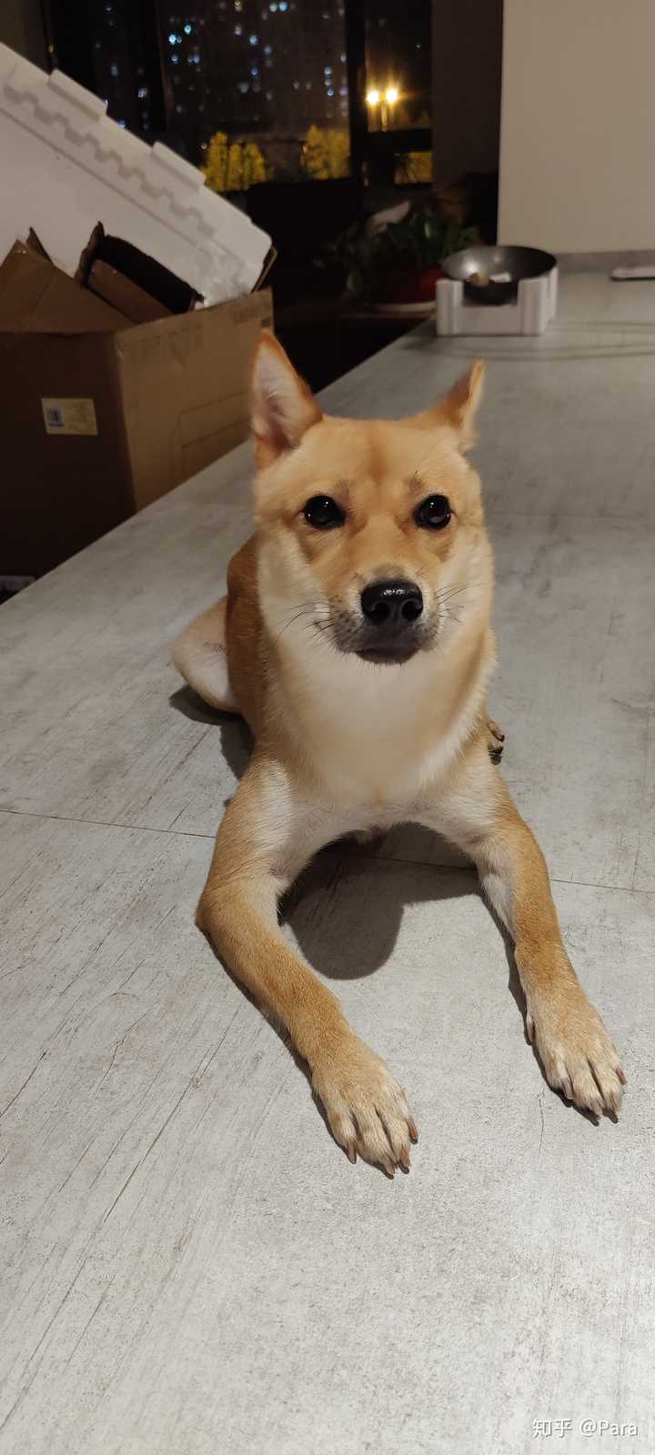 养一只广西土猎的过程与感受 知乎