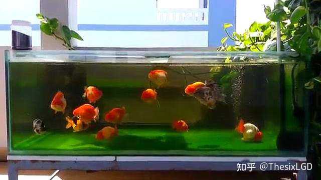 养金鱼的禁忌 养金鱼的水要加盐吗 养鱼三不喂