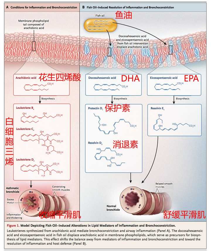 成年人补充DHA是否真的有用？是否真的能增强记忆力、提高思维能力？ - 知乎