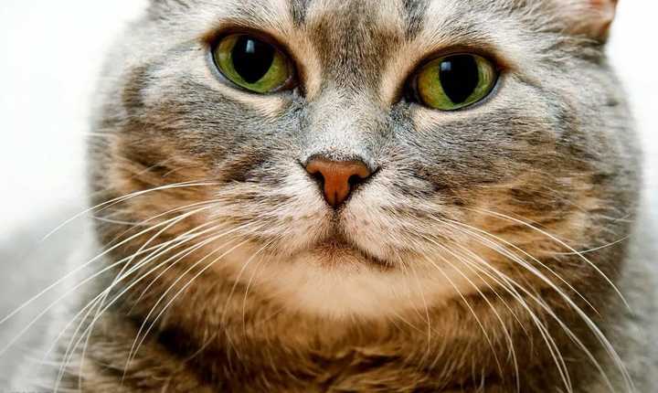 把猫的胡子剪了 会对猫有什么影响 知乎 把猫的胡子剪了 会对猫有什么影响 知乎