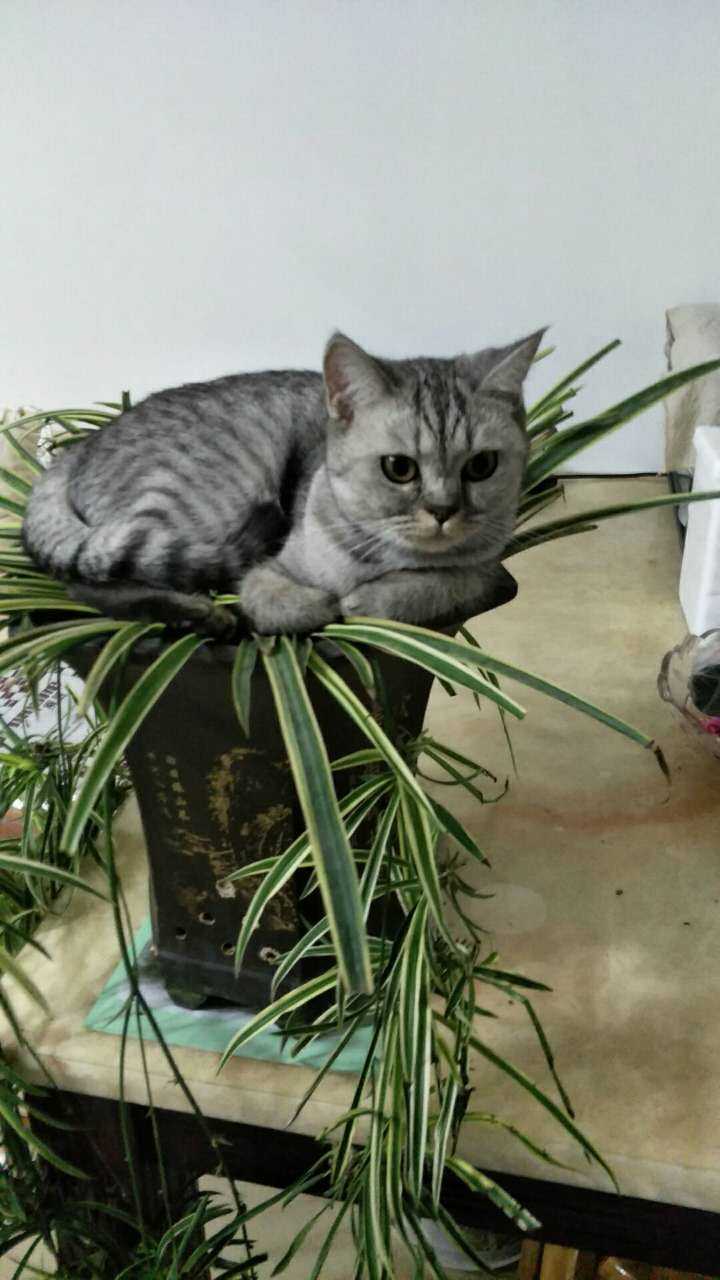 有没有知友又养猫又养多肉的 知乎 有没有知友又养猫又养多肉的 知乎
