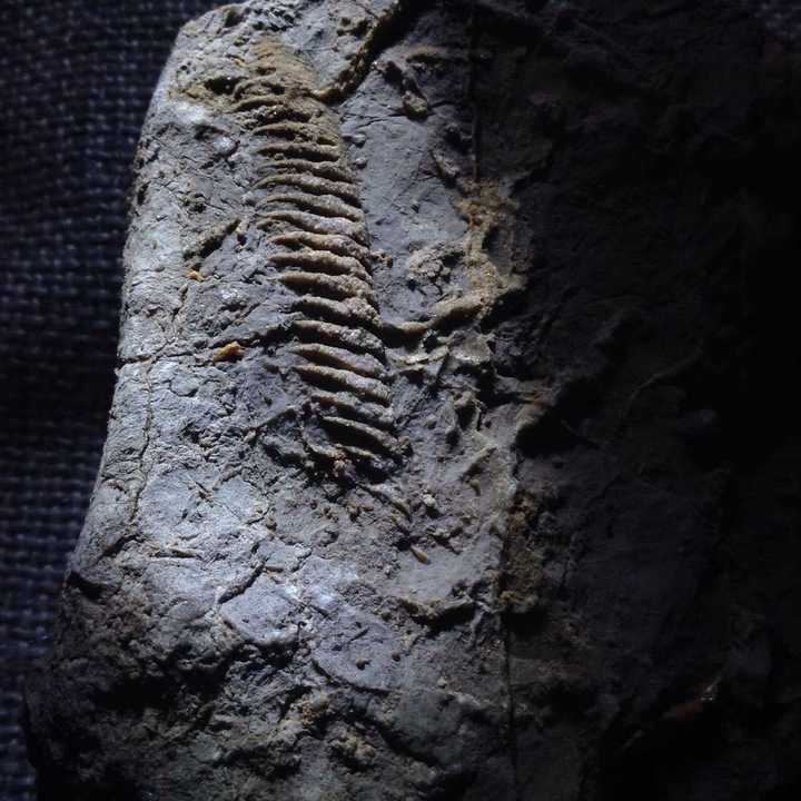 有些石灰岩有好多些类似鱼骨的化石,第一次见特别的惊奇. 就这样.