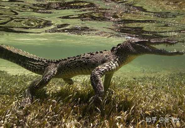 搜索一些鳄鱼的视频,就可以看到它们游泳的时候四条腿是紧贴身体不动
