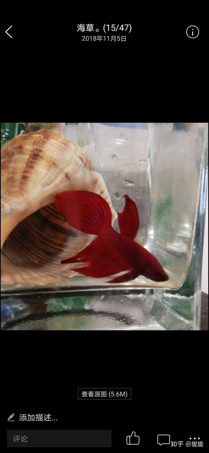 宠物鱼死了会伤心吗 知乎