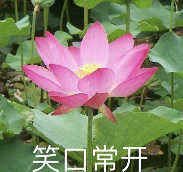 有哪些沙雕表情包?