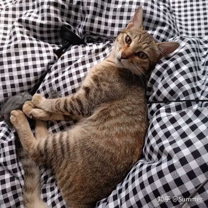 养雀猫(麻猫)是一种怎样的体验? - 知乎