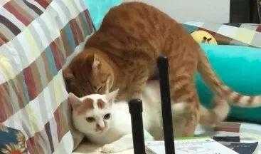 如何防止小猫在床上大小便 知乎