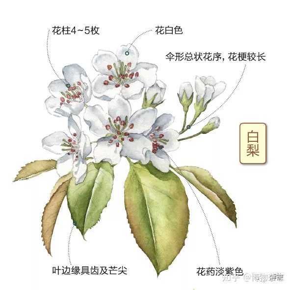 如何区别桃花、杏花、李花、樱花、梨花和梅花？ - 知乎