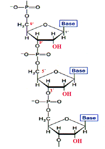 甲基五碳糖结构图图片