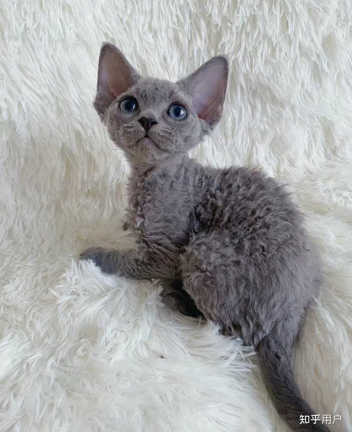德文卷毛猫如何辨别品相? - 知乎