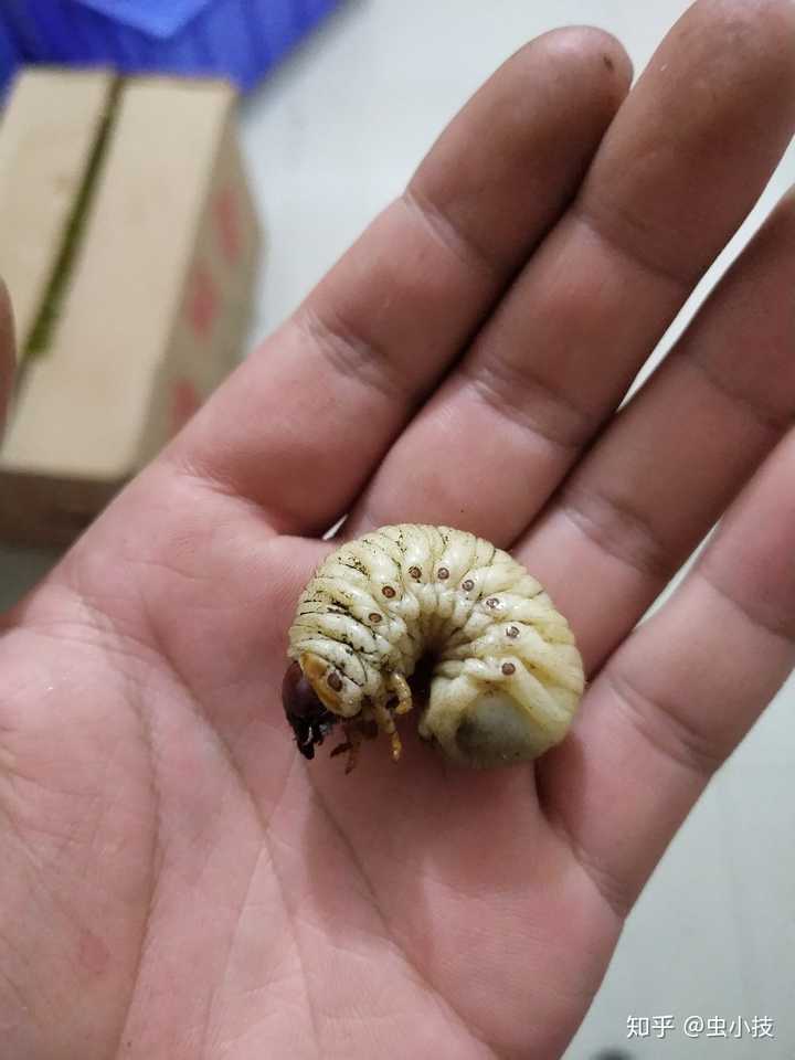 新手养甲虫有什么需要做的准备 知乎 新手养甲虫有什么需要做的准备 知乎