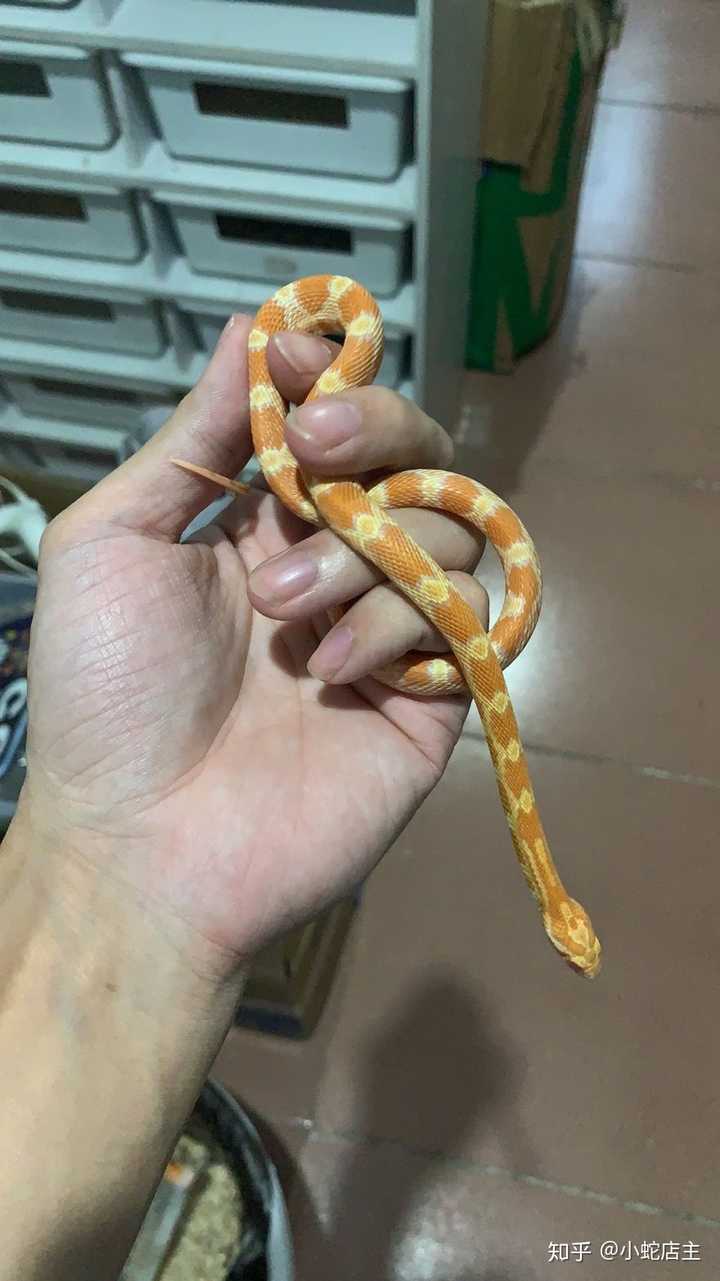 玉米蛇可以带出去玩吗