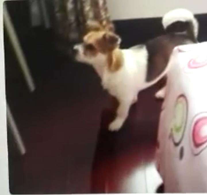 狗是怎么理解离别的 知乎