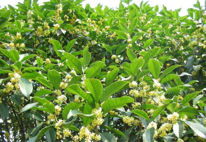 王维 鸟鸣涧 中有 人闲桂花落 夜静春山空 桂花的花期是秋季农历八月十五左右 那么何来 春山 知乎 王维 鸟鸣涧 中有 人闲桂花落 夜静春山空 桂花的花期是秋季农历八月十五左右 那么何来 春山 知乎