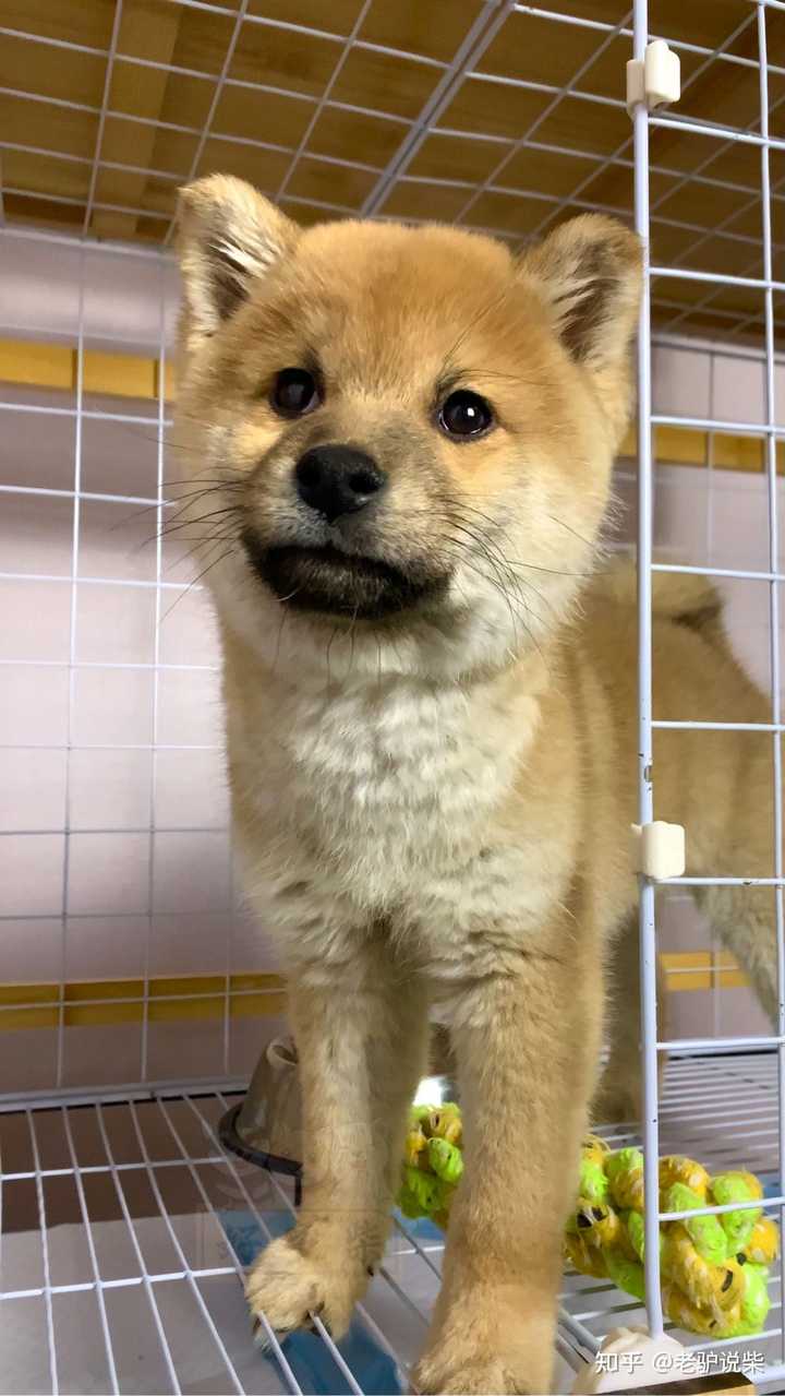 请问柴犬这种黑豆豆眉毛正常吗 知乎