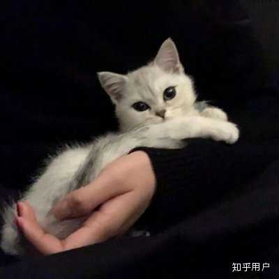 抱起猫的正确姿势是怎样? - 知乎