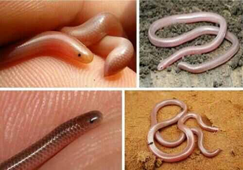 有三对羽状外鳃,视线极差,靠嗅觉和侧线捕食.