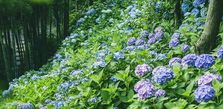 去日本哪里看绣球花最好 带我飞app 的回答 知乎